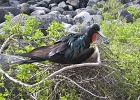 Frigate Bird on nest 2